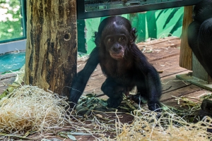 Bébé Bonobo